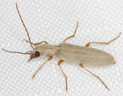 Oedemeridae