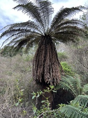 Dicksonia fibrosa