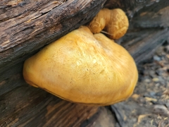 Tyromyces amarus