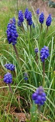 Muscari armeniacum