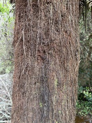 Dicksonia fibrosa