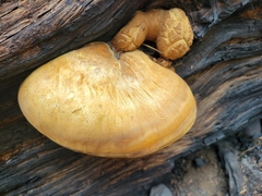 Tyromyces amarus