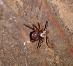 Amblyomma maculatum