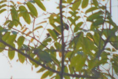 Psittacula alexandri fasciata