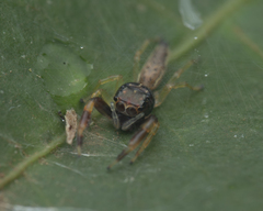 Indopadilla insularis