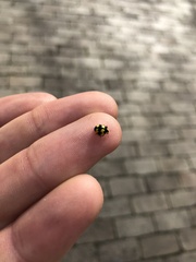 Illeis galbula