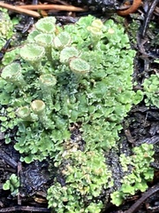 Cladonia pyxidata