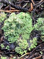 Cladonia pyxidata