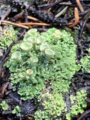 Cladonia pyxidata
