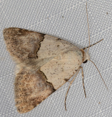 Euaontia semirufa