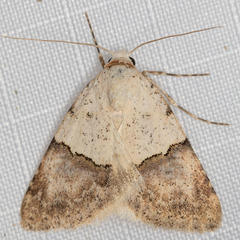 Euaontia semirufa