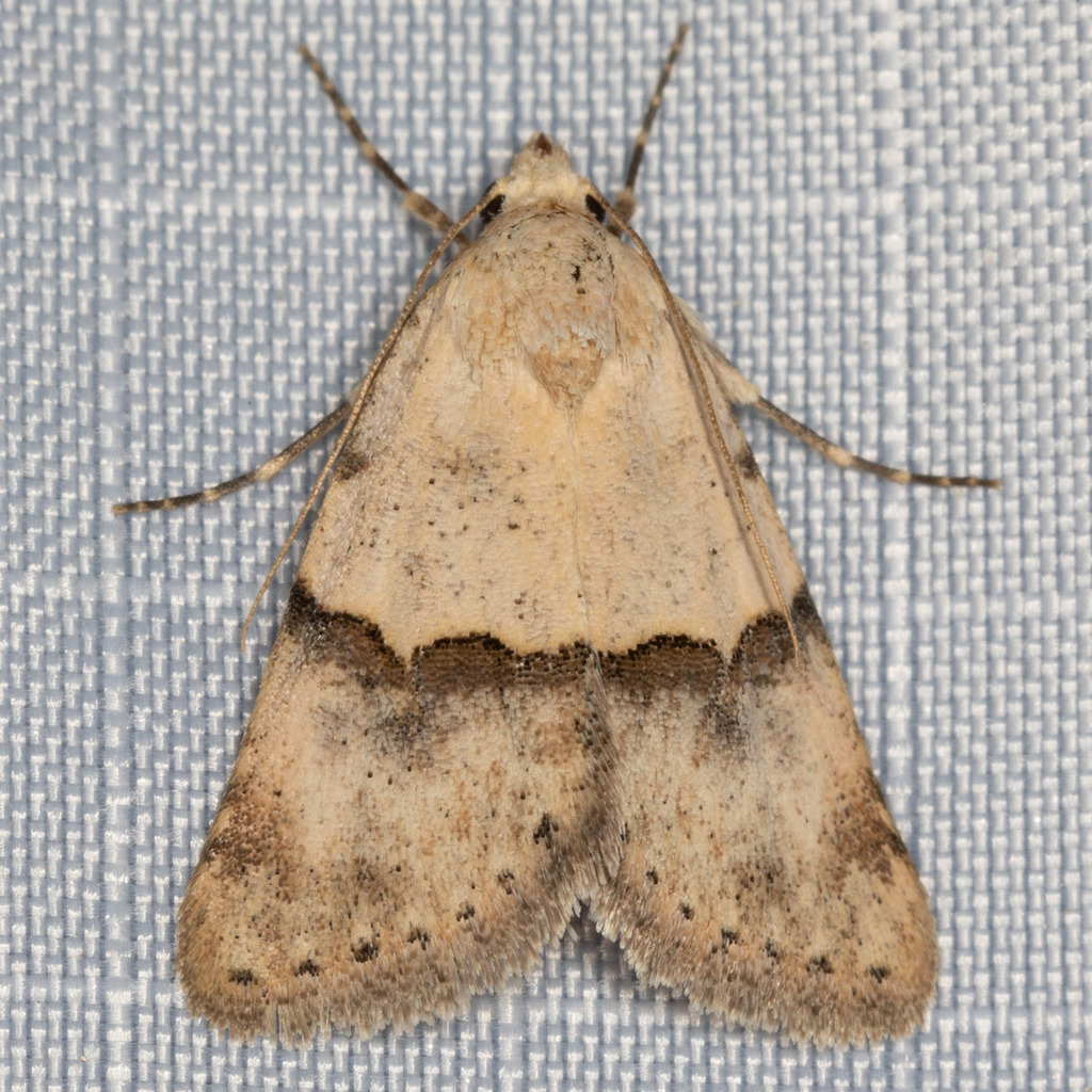 Euaontia semirufa