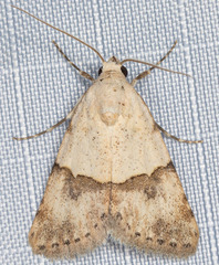 Euaontia semirufa