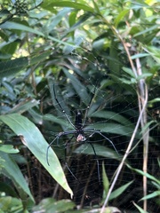 Nephila