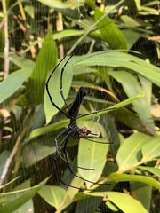 Nephila