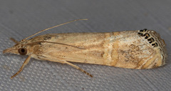 Euchromius