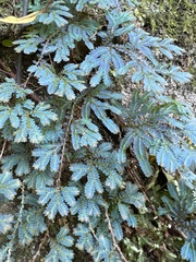 Selaginella uncinata