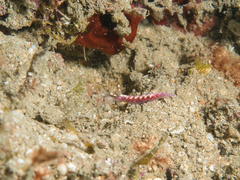 Hypselodoris decorata