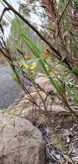 Diuris platichila
