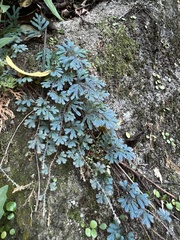 Selaginella uncinata