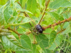 Pachycoris klugii