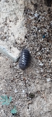 Armadillidium vulgare