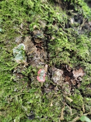 Herpothallon