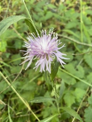 Centaurea jacea