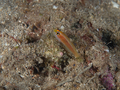 Trimma anaima