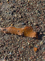 Laminariaceae