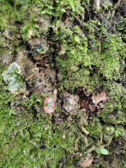 Herpothallon