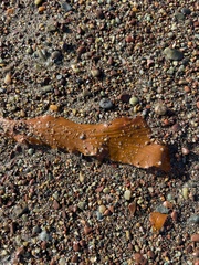 Laminariaceae