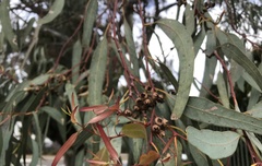 Eucalyptus camaldulensis