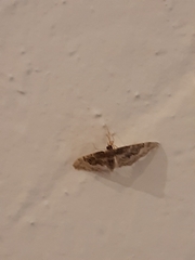 Idaea rusticata