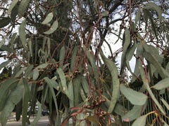 Eucalyptus camaldulensis