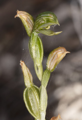 Pterostylis flavovirens