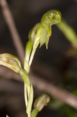 Pterostylis flavovirens