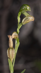 Pterostylis flavovirens