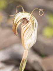 Pterostylis erythroconcha