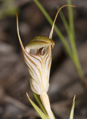 Pterostylis erythroconcha