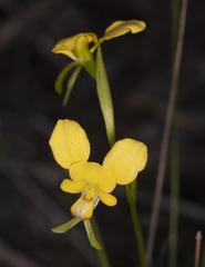 Diuris orientis