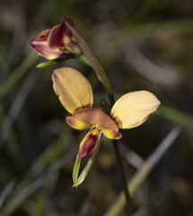 Diuris orientis