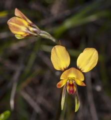 Diuris orientis