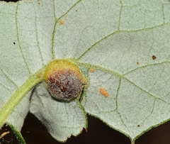 Plagiotrochus australis