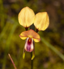 Diuris orientis