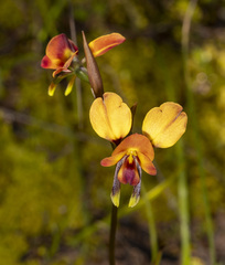 Diuris orientis