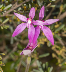 Caladenia latifolia
