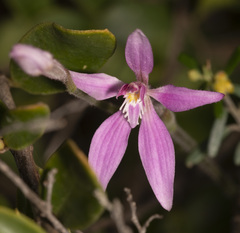 Caladenia latifolia