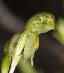 Pterostylis flavovirens