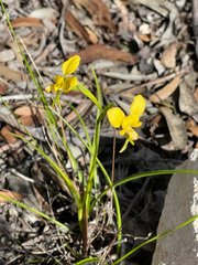 Diuris orientis